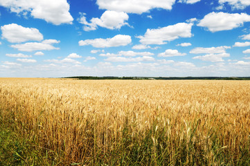 Wheaten field and the blue sky © Serghei V
