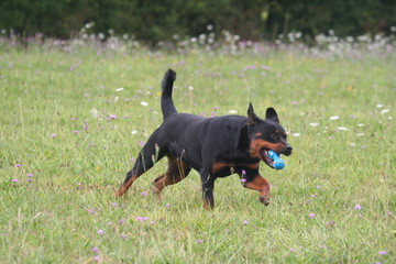 le rottweiler ramenant son joet