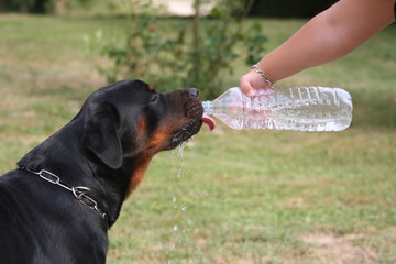 le rottweiler buvant à la bouteille
