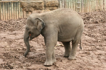 asian elephant