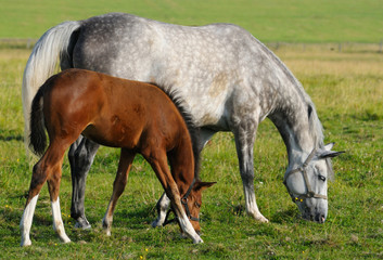 Obraz na płótnie Canvas Dapple-gray mare and bay foal