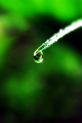 Fresh Morning Dew