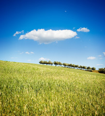 Fototapeta premium landscape for a cultivation with row of trees (cloud