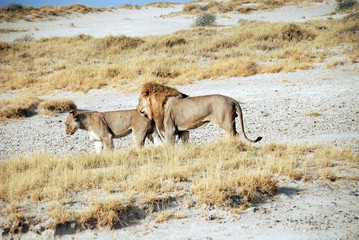 Namibia - Leoni