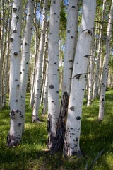 Selbstklebende Fototapeten Birkenwaldpanorama © Andreas Edelmann