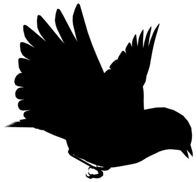 Bird103