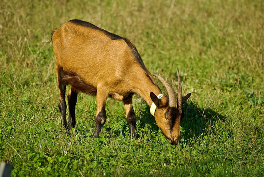Ch&egrave;vre
