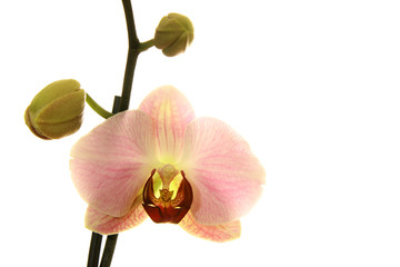 Obraz na płótnie Canvas A pink moth orchid (Phalaenopsis sp.) over white.