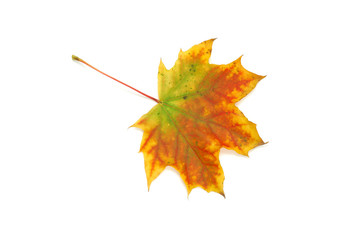 Autumn leaf isolated on white background
