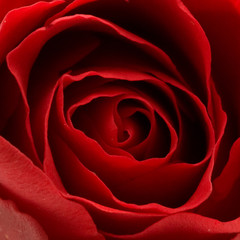 inside of red rose, close up