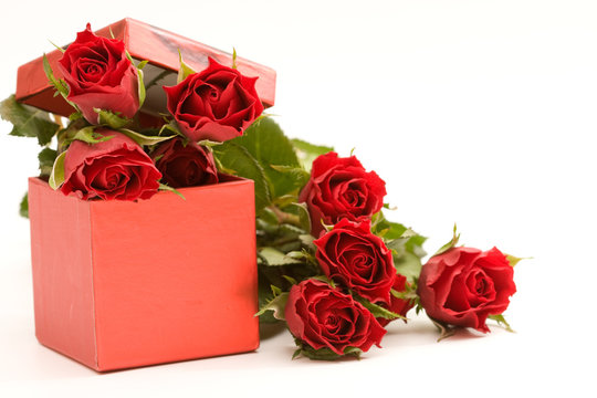 red roses in gift box, on white background