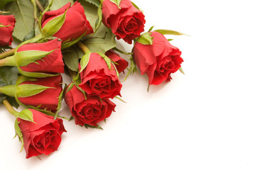 bunch of red roses with ribbon, on white