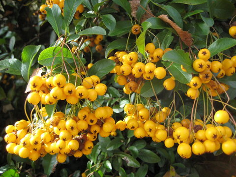 pyracantha berries