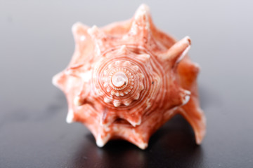 sea shell