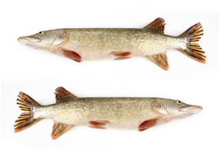 Raw pike isolated on white background