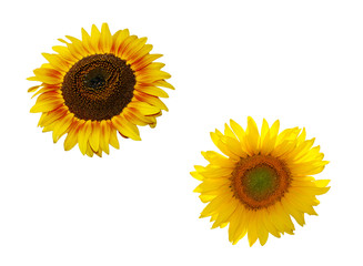 Sonnenblumen