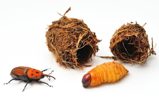 Rhynchophorus ferrugineus - Adult and larva.