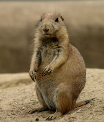 Prairiedog