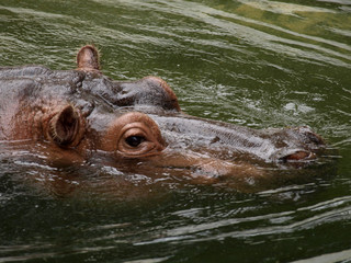 Hippo half in the water