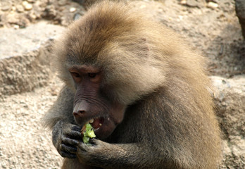 Baboon eating an apple