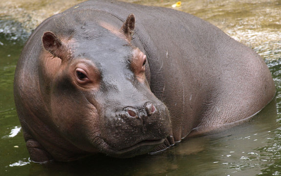 Young hippo in the zoo