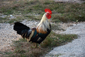 Rooster
