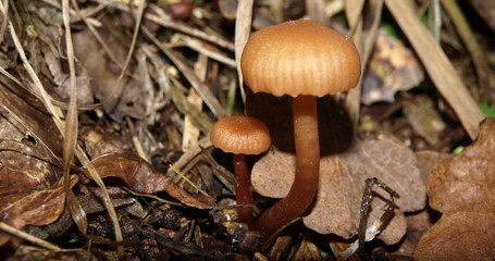 Champignons