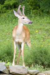 whitetail buck with antlers in velvet in summer