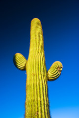 Saguaro Cactus in National Park, Arizona