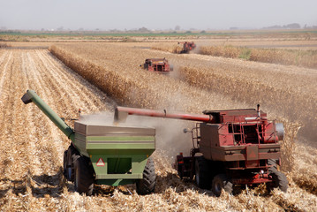 Obraz premium Combines harvesting corn, San Joaquin Valley, California