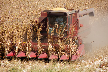 Fototapeta premium Combine harvesting corn, San Joaquin Valley, California