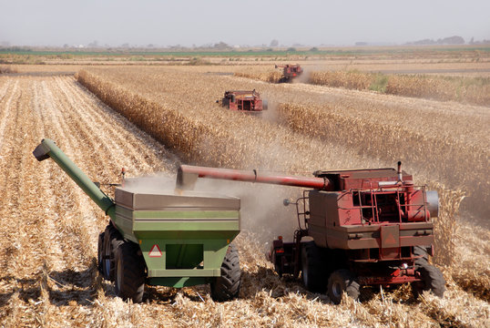 Combines harvesting corn, San Joaquin Valley, California