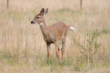 A deer chews grass in a field.