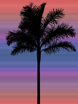 palmier noir sur fond de coucher de soleil