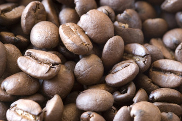gourmet coffee beans