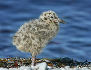 Nesting glaucous-winged gull over sea