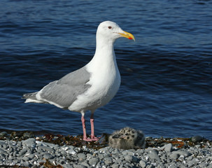 glaucous-winged gull with nestling