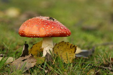Autumn scene: toadstool with leafs in the grass