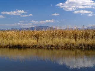 An autumn landscape with a tree at lake