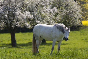 Fototapeta premium Pferde auf Wiese