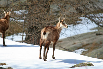 Chamois en hiver