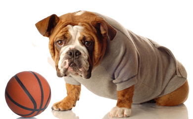 english bulldog wearing sweatsuit with basketball
