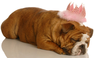 adorable english bulldog with pink tiara © Willee Cole