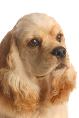 american cocker spaniel isolated on white background