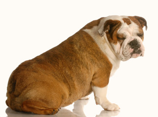 english bulldog sitting with funny expression