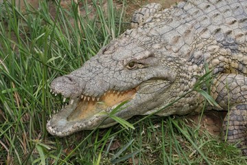 Lage Nile crocodile with open mouth in the reeds