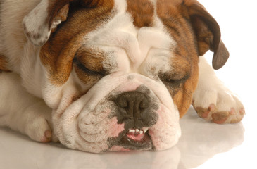 english bulldog face with mouth open and teeth exposed