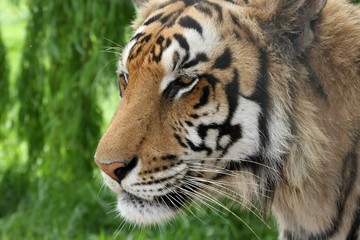 Portrait of a beautiful tiger in the jungle