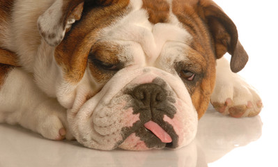 english bulldog with silly expression and tongue hanging out