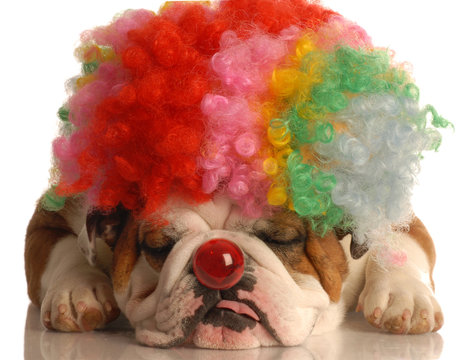 bulldog with colorful clown wig and red nose